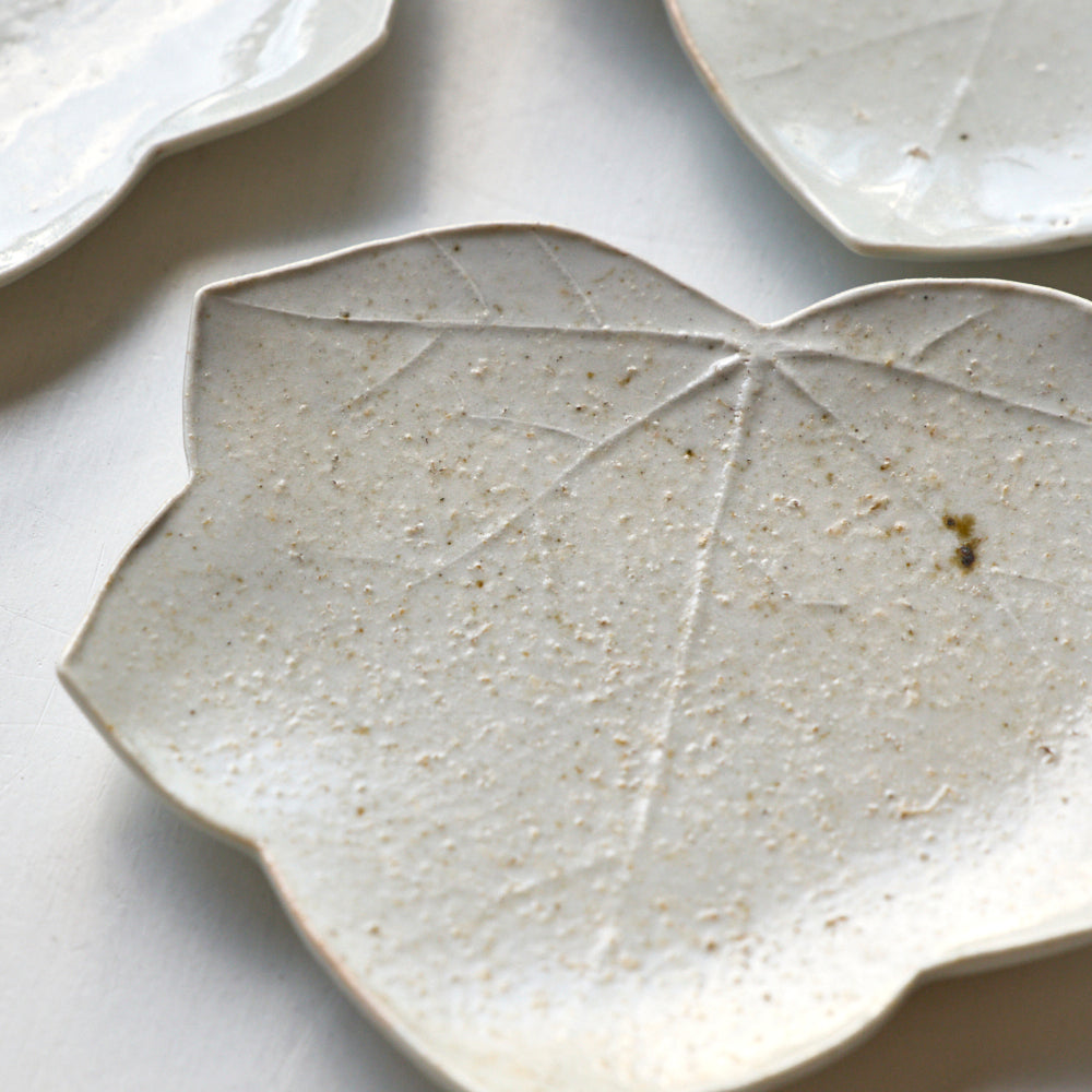 104 葉皿(ヤワタソウ)